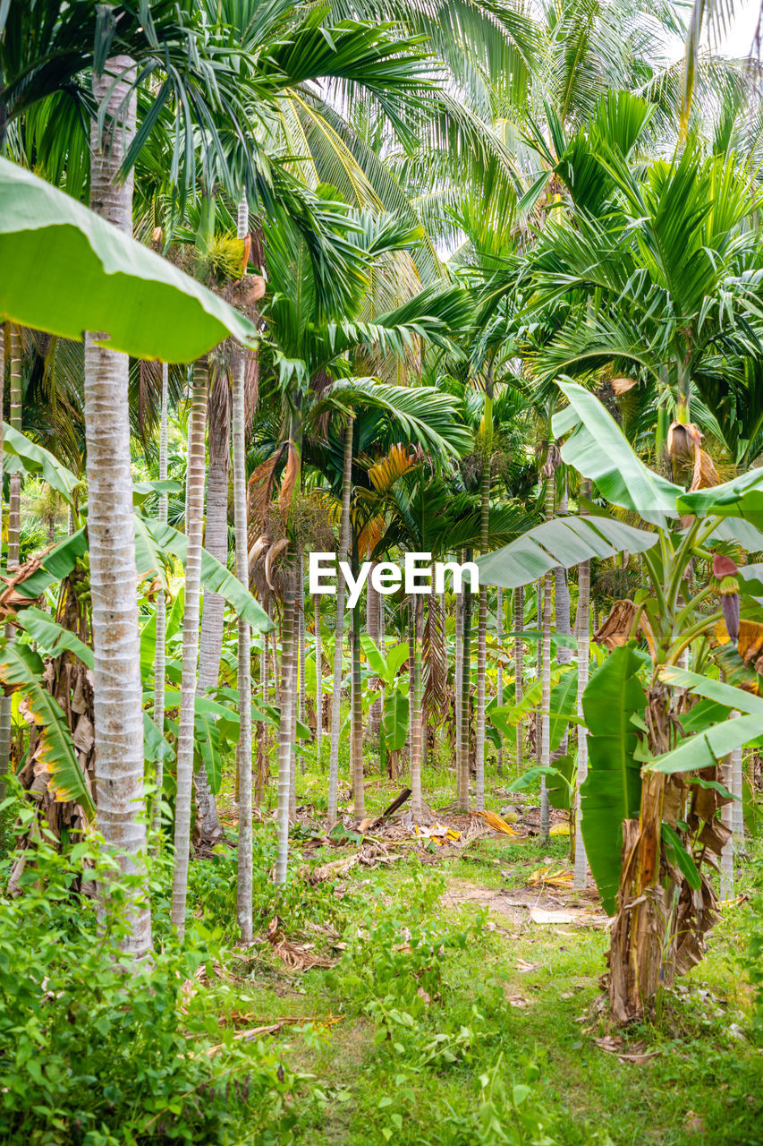 TREES GROWING IN FIELD