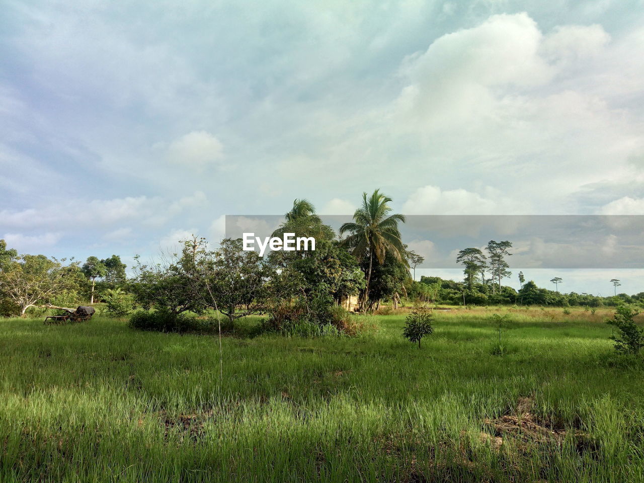 View of trees on landscape against sky