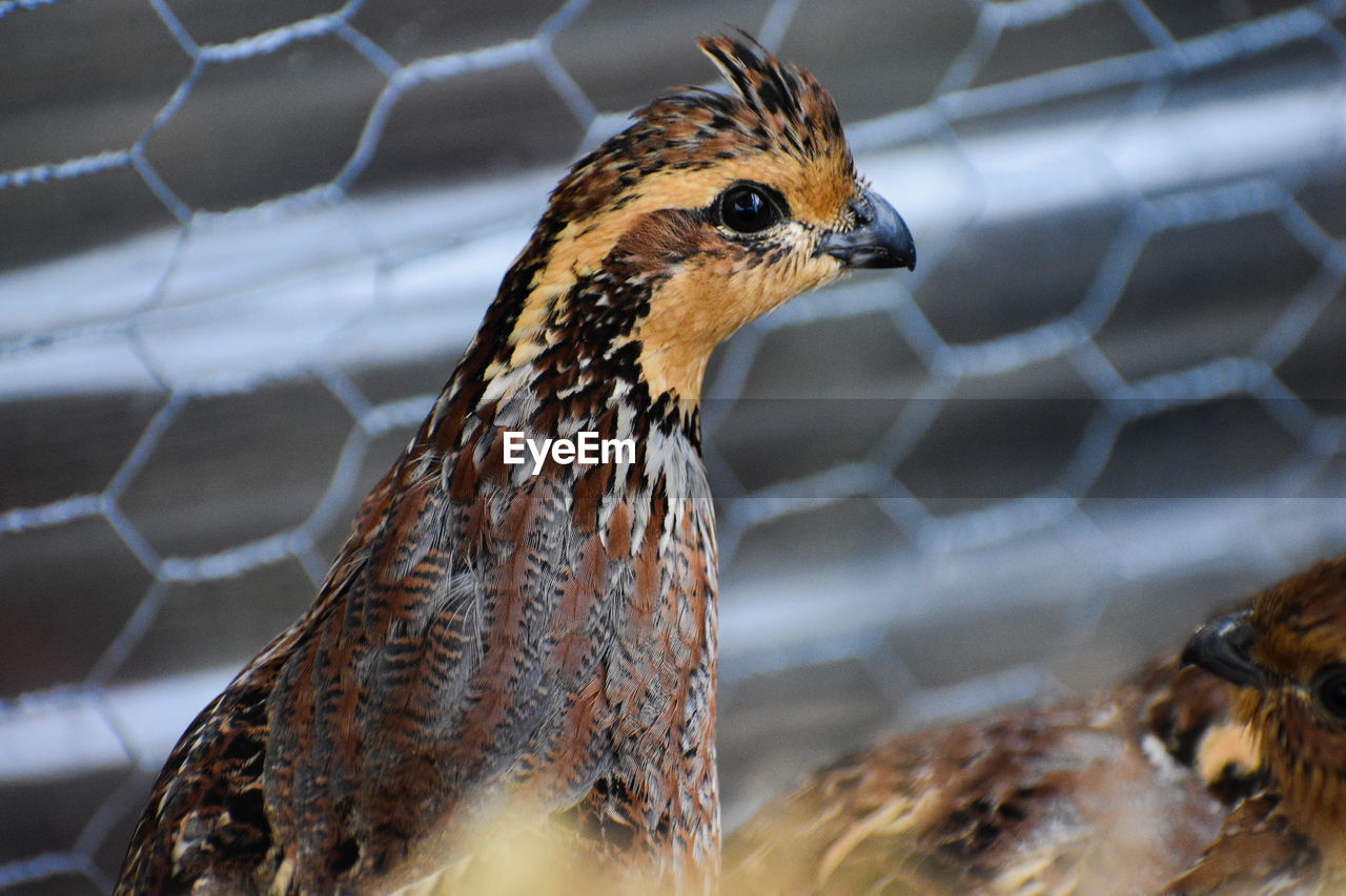 Close-up of a bird