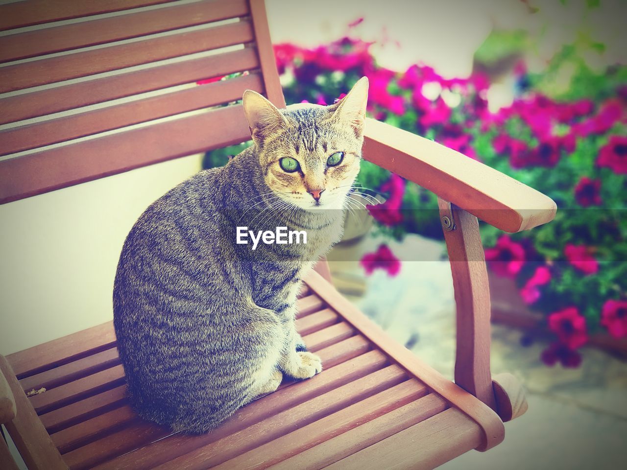 CLOSE-UP PORTRAIT OF CAT SITTING ON FLOOR