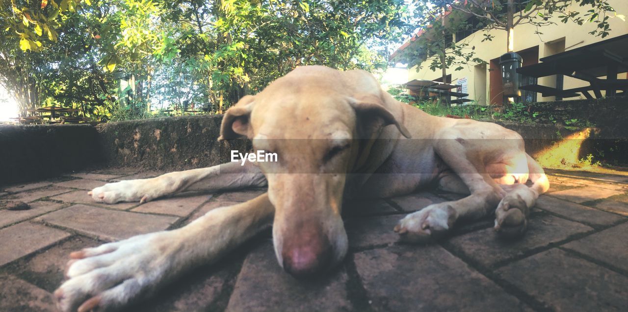 CLOSE-UP OF DOG LYING DOWN ON DIRT