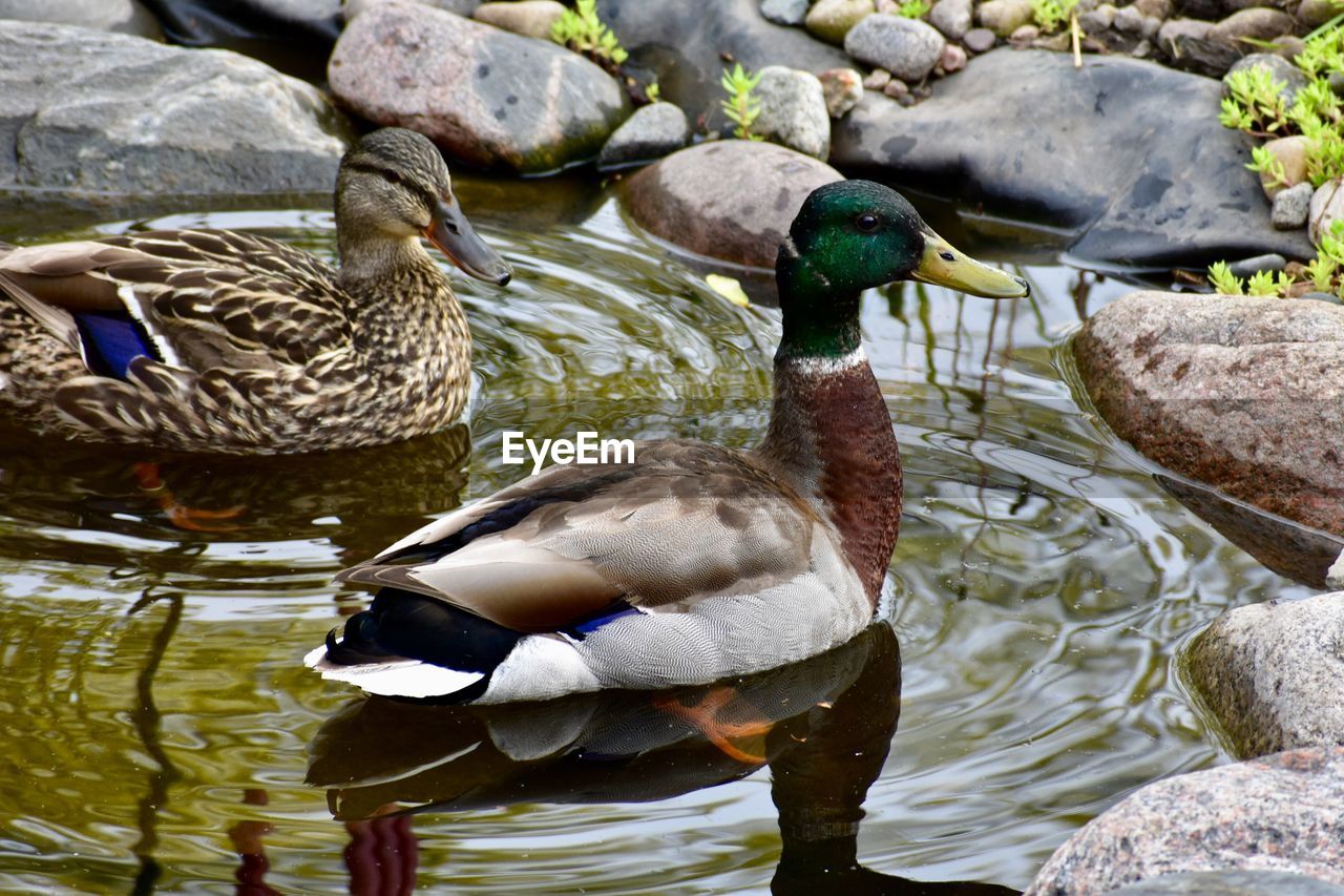 View of mallard ducks swimming in lake