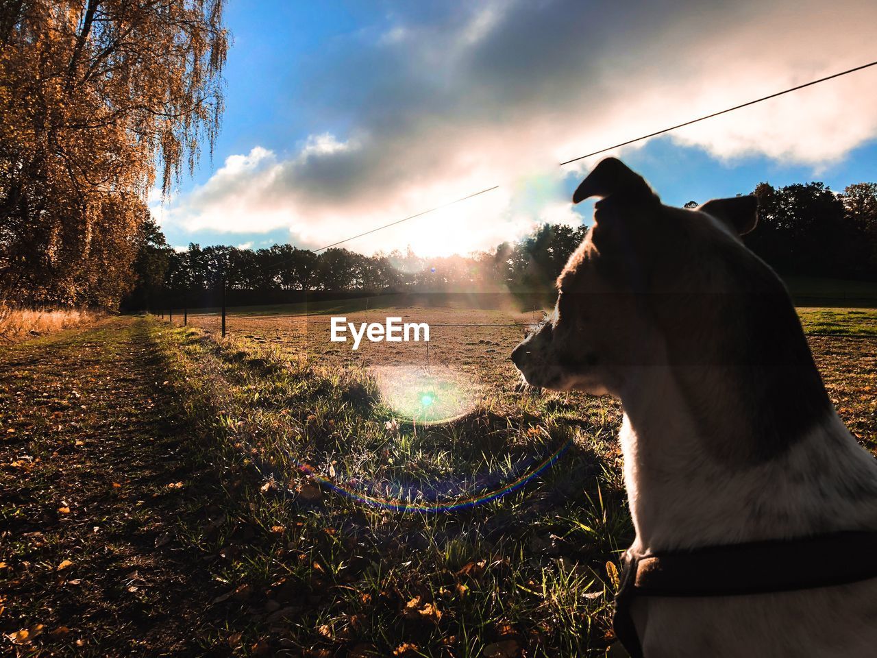 VIEW OF DOG ON FIELD