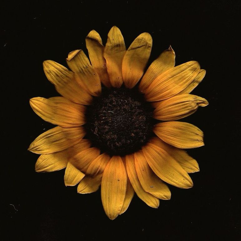 CLOSE-UP OF FLOWERS OVER BLACK BACKGROUND