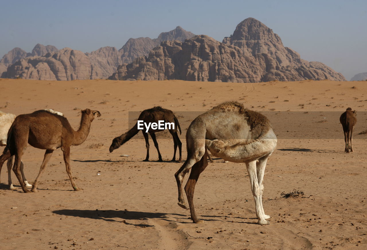 Side view of camel standing in desert against mountains