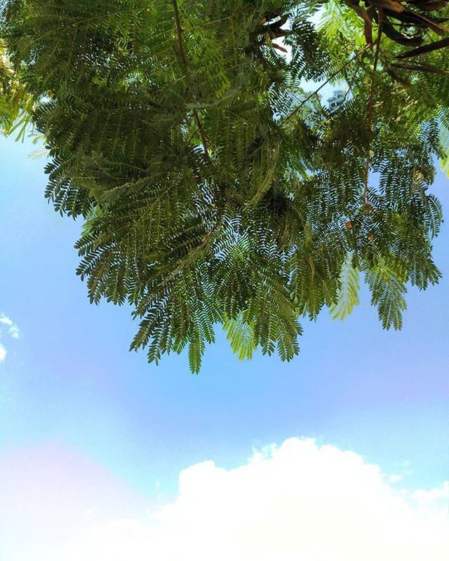 LOW ANGLE VIEW OF TREES AGAINST SKY