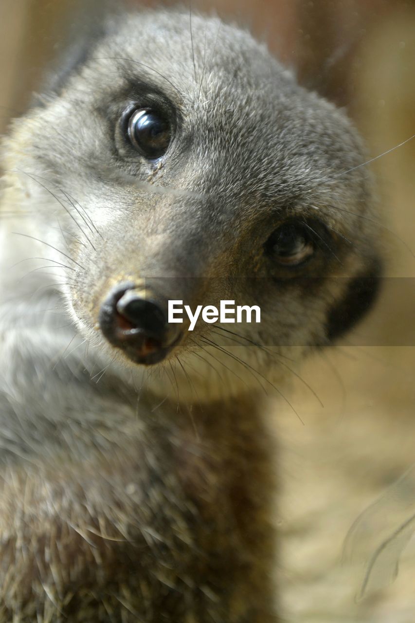 CLOSE-UP PORTRAIT OF ANIMAL EYE