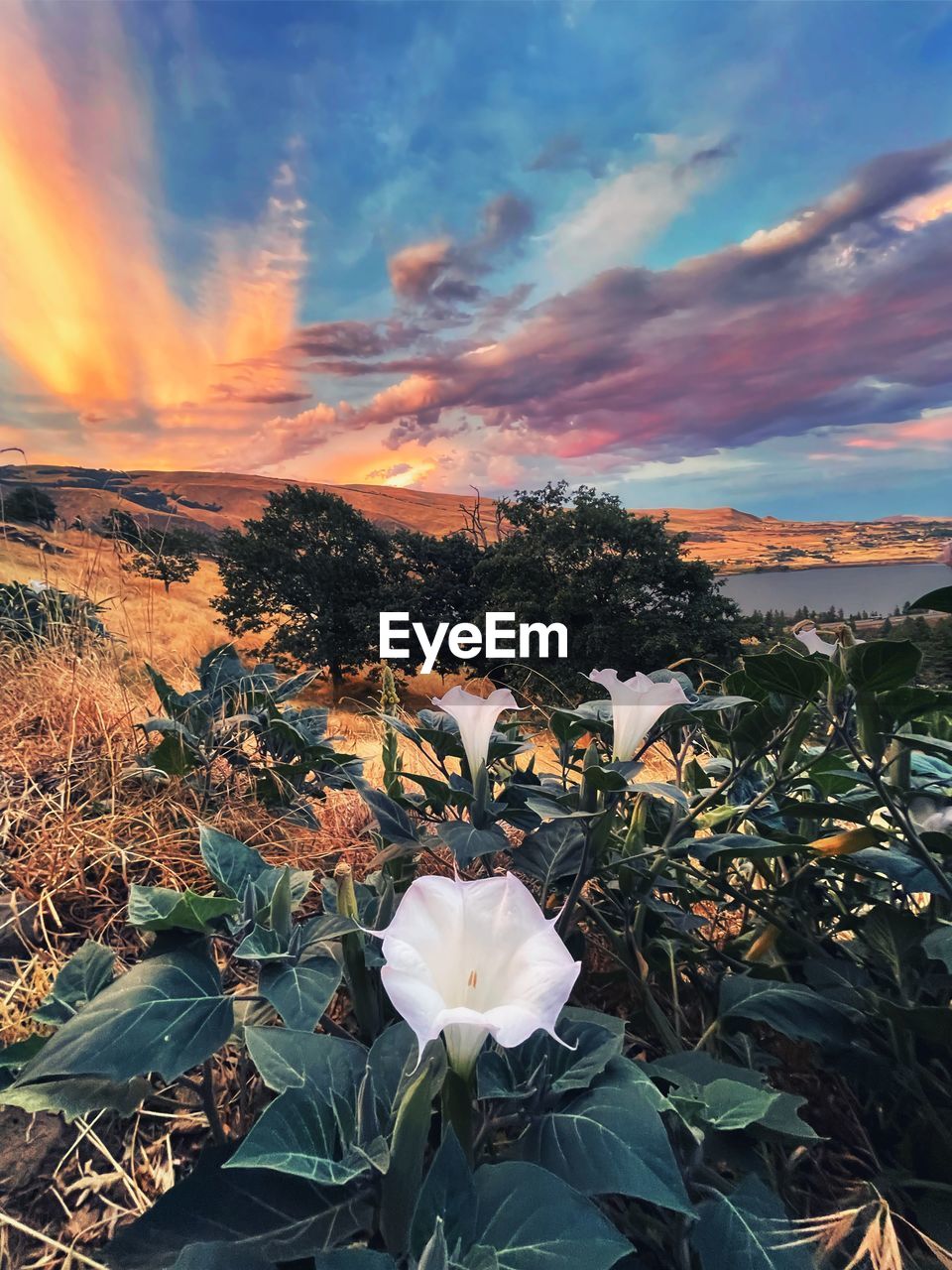 plant, beauty in nature, sky, flower, nature, flowering plant, cloud, sunset, freshness, growth, landscape, sunlight, environment, land, field, fragility, scenics - nature, leaf, plant part, flower head, no people, outdoors, inflorescence, petal, tranquility, dusk, close-up, springtime, dramatic sky