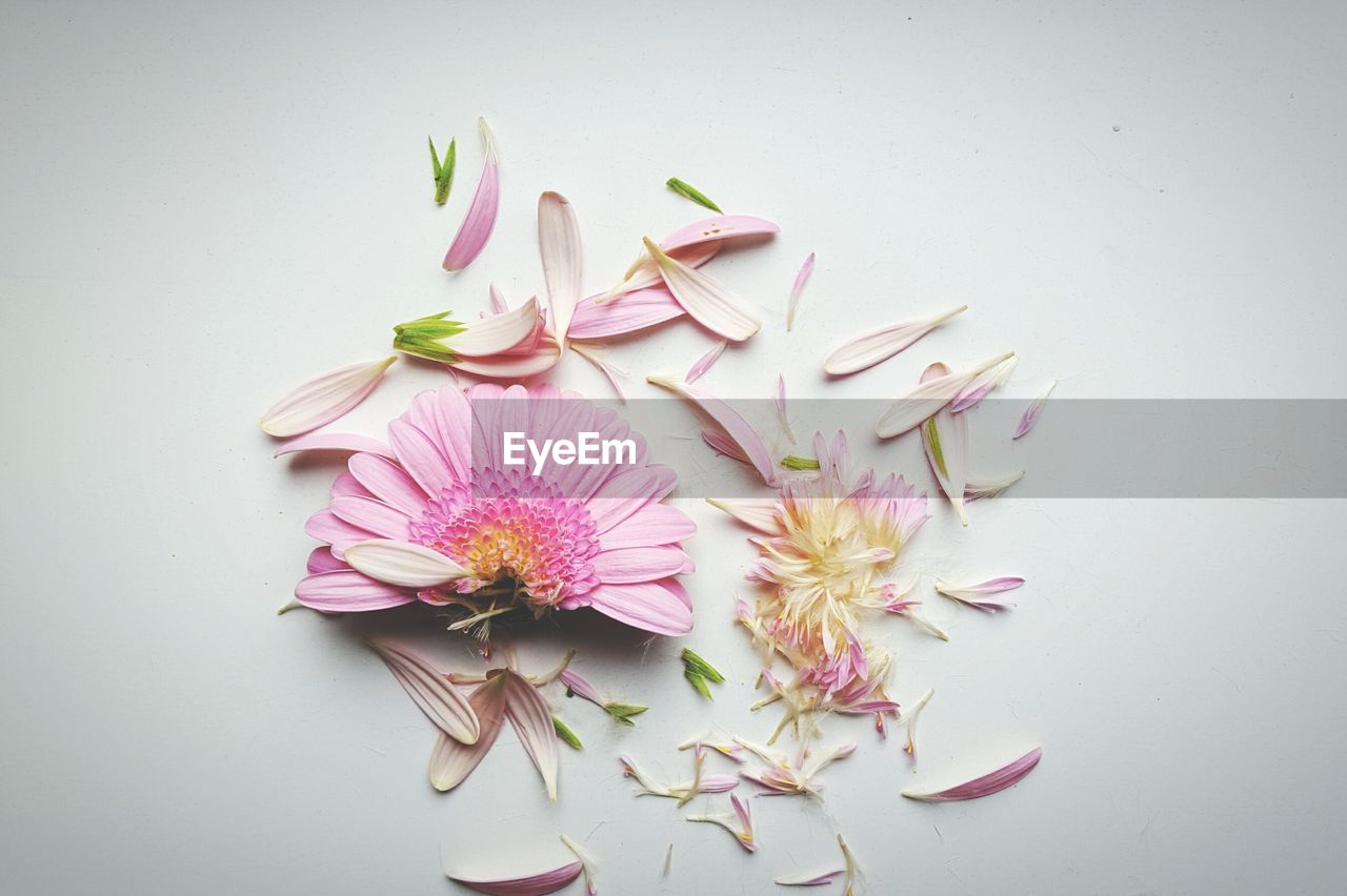 High angle view of scattered flower on white background