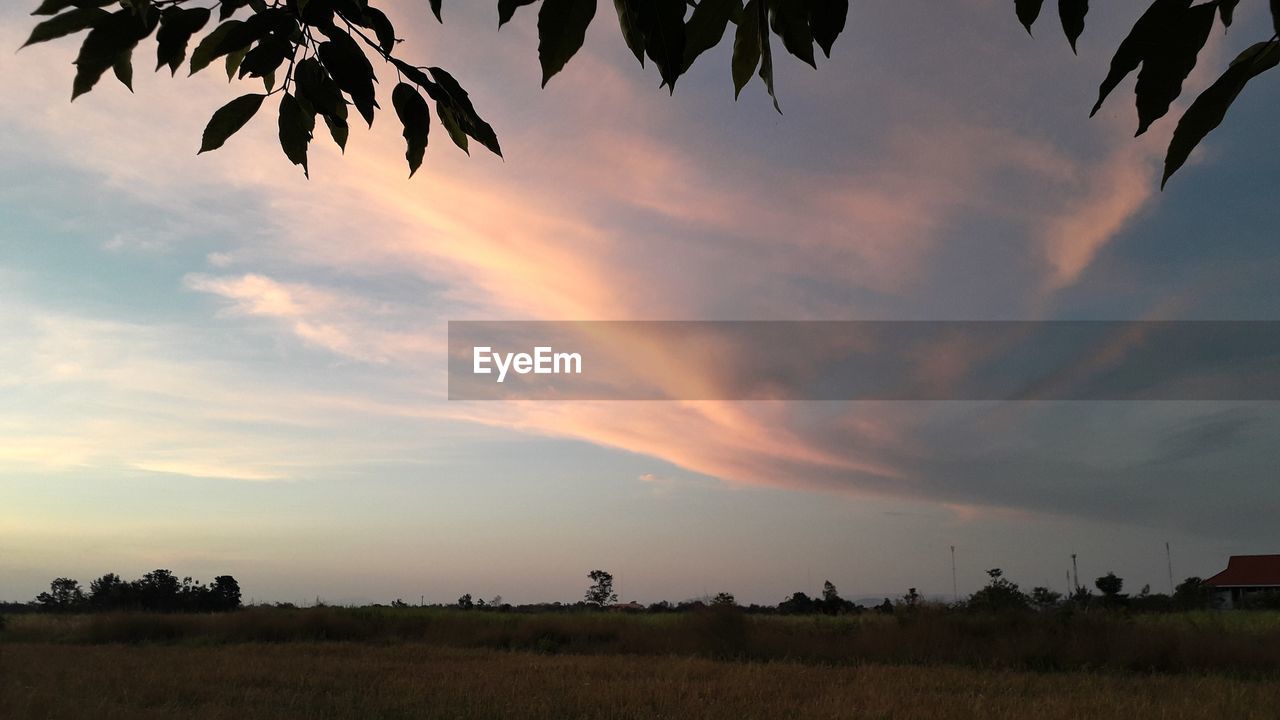 SCENIC VIEW OF AGRICULTURAL FIELD AGAINST SKY DURING SUNSET