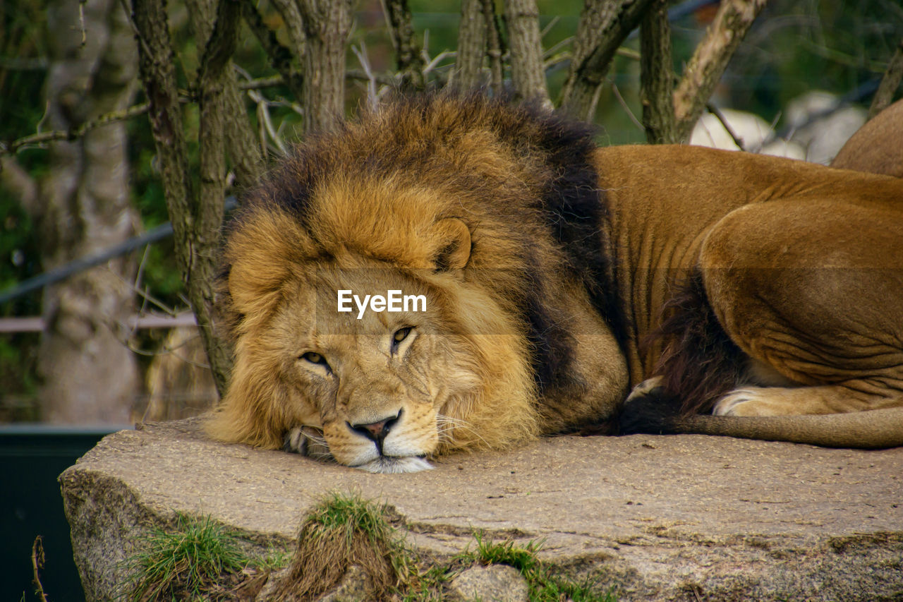 Relaxing male lion in the munich zoo