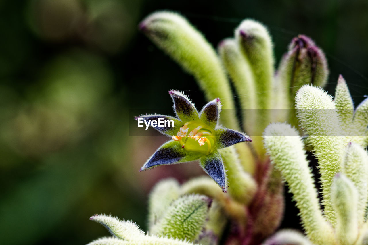 plant, nature, green, close-up, flower, macro photography, beauty in nature, growth, flowering plant, no people, wildflower, freshness, fragility, focus on foreground, day, outdoors, selective focus, flower head, leaf, succulent plant, botany, plant part, bud, inflorescence