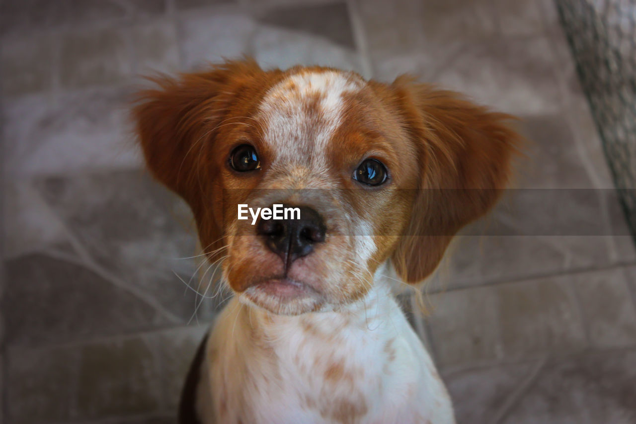 Close-up portrait of brittany spaniel puppy