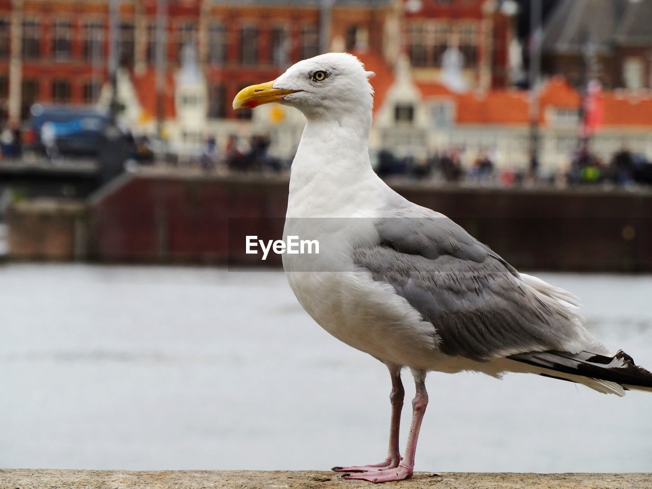 Close-up of seagull perching