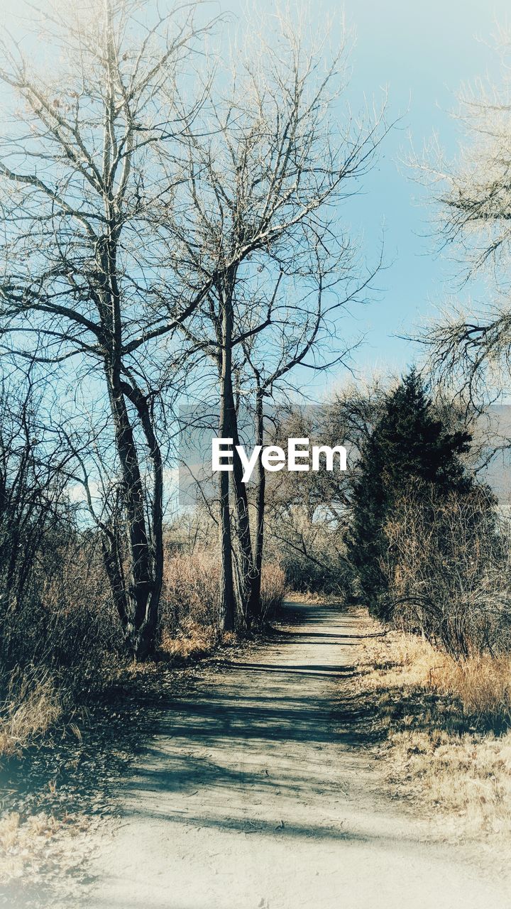 BARE TREES ALONG ROAD