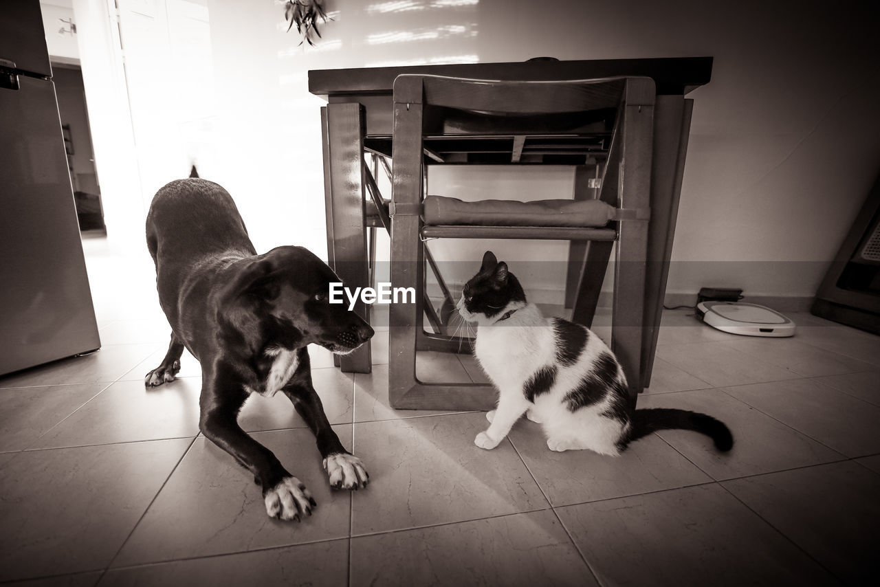 DOG SITTING ON TILED FLOOR AT HOME