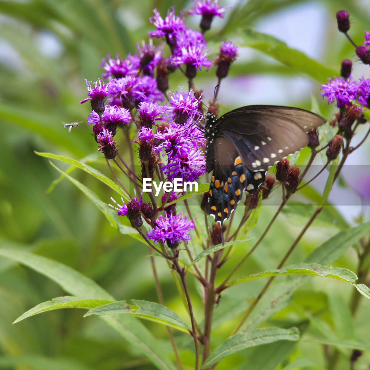 BUTTERFLY POLLINATING ON PURPLE FLOWER