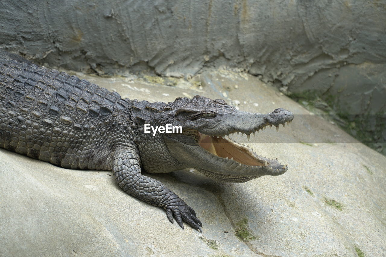 CLOSE-UP OF CROCODILE ON ROCK