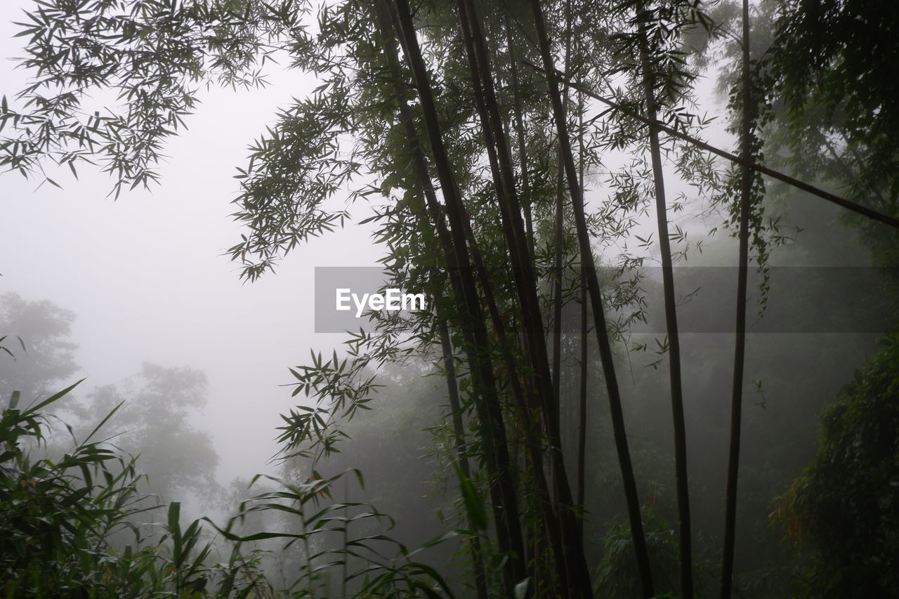 VIEW OF TREES IN FOREST