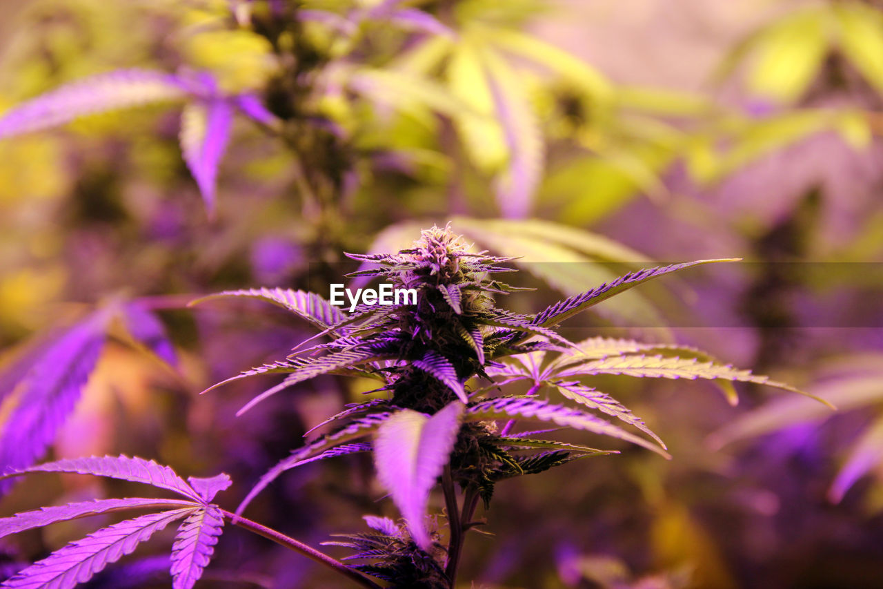 Self-cultivation of cannabis. home greenhouse planting, close-up of purple flowering plant