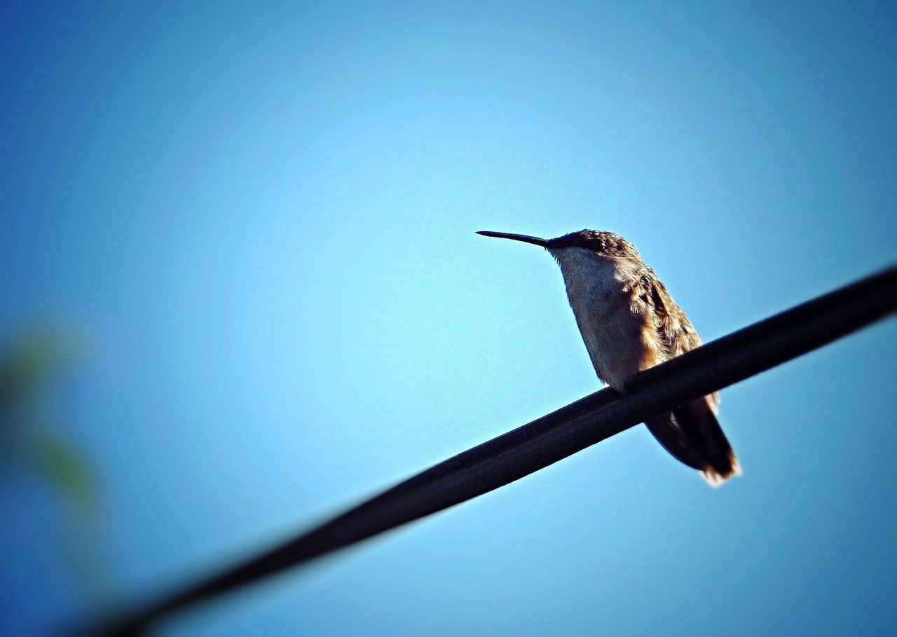 Low angle view of hummingbird perching on branch against clear blue sky