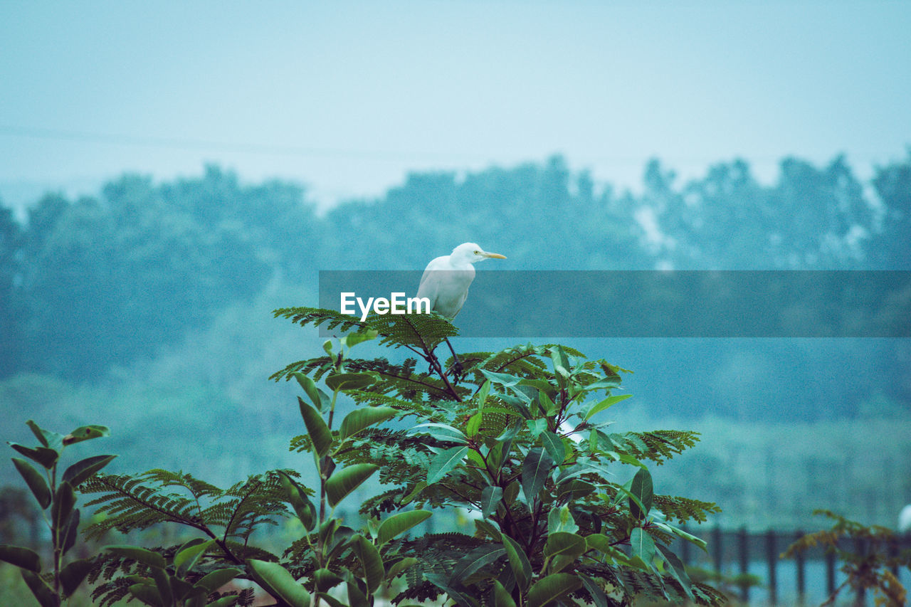 SPARROW PERCHING ON TREE AGAINST SKY