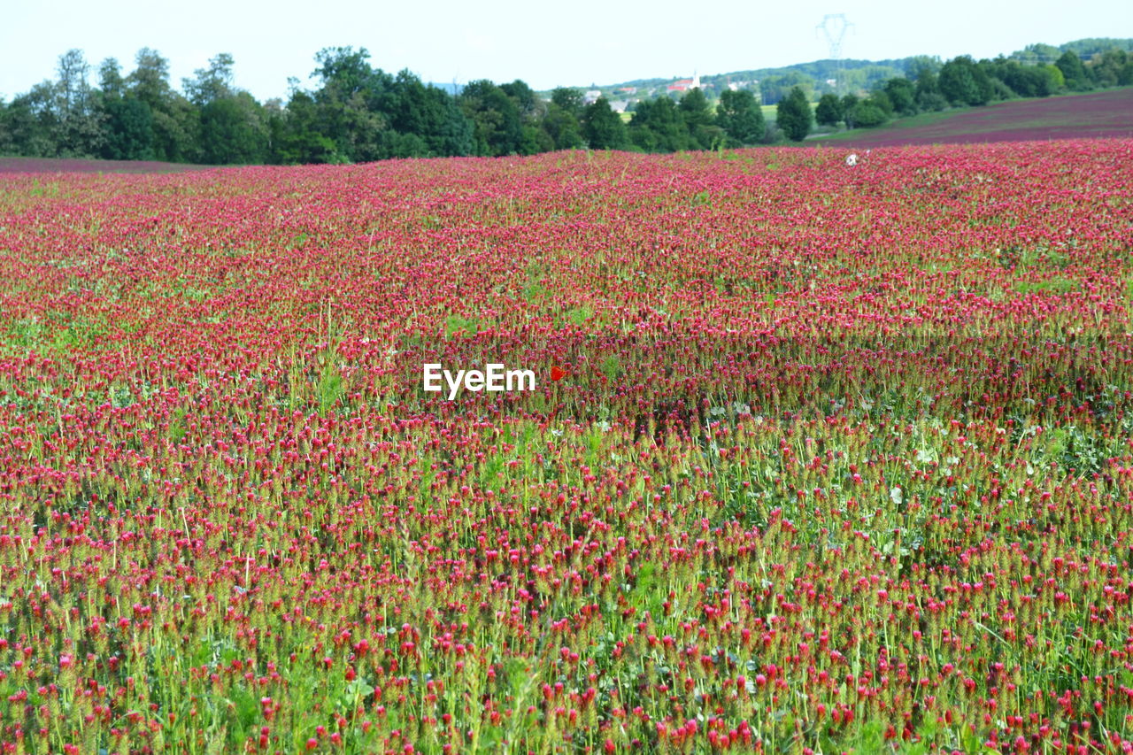 SCENIC VIEW OF RED FLOWERING PLANTS ON FIELD