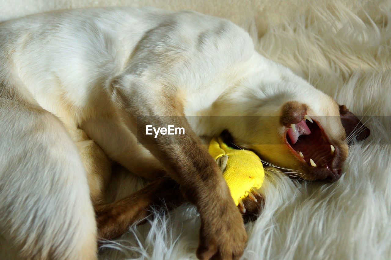 High angle view of siamese cat lying on soft bed