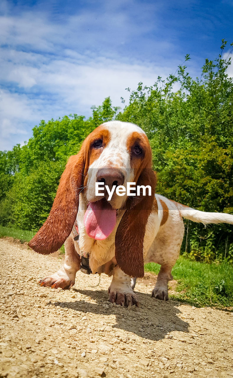 PORTRAIT OF DOG STICKING OUT TONGUE ON TREE