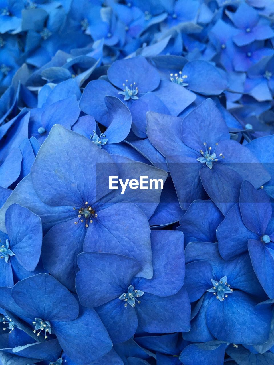 Full frame shot of purple flowers