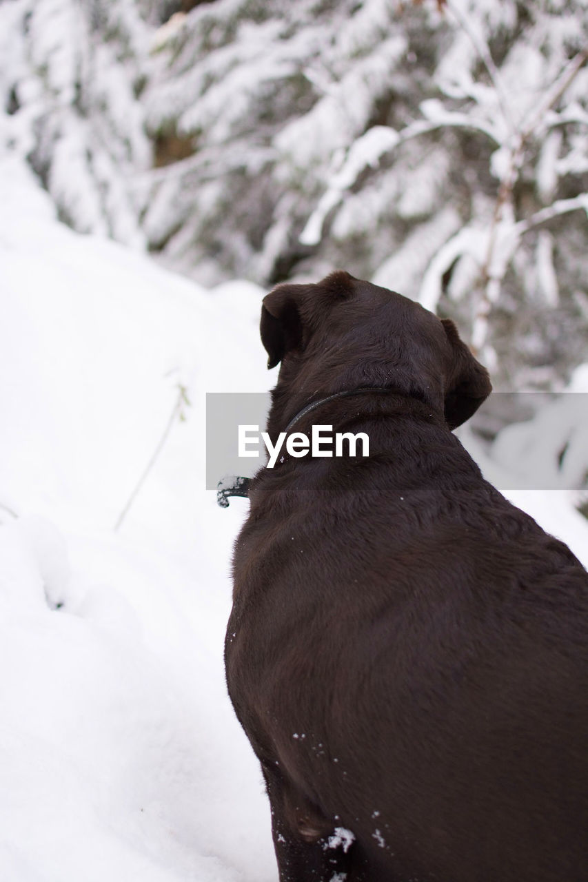 DOG STANDING ON SNOW COVERED LAND