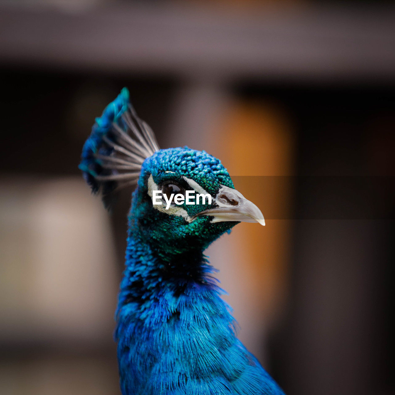 Close-up of peacock