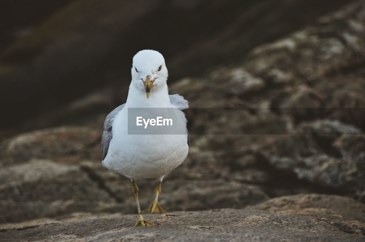 CLOSE-UP OF WHITE PERCHING ON ROCK