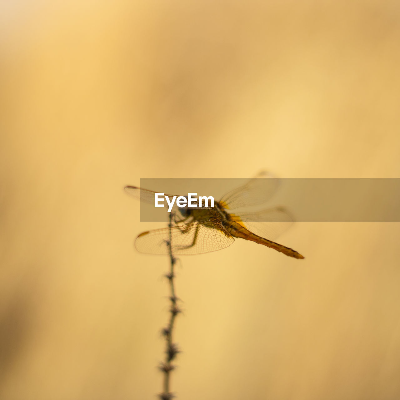 Close-up of a dragonfly 