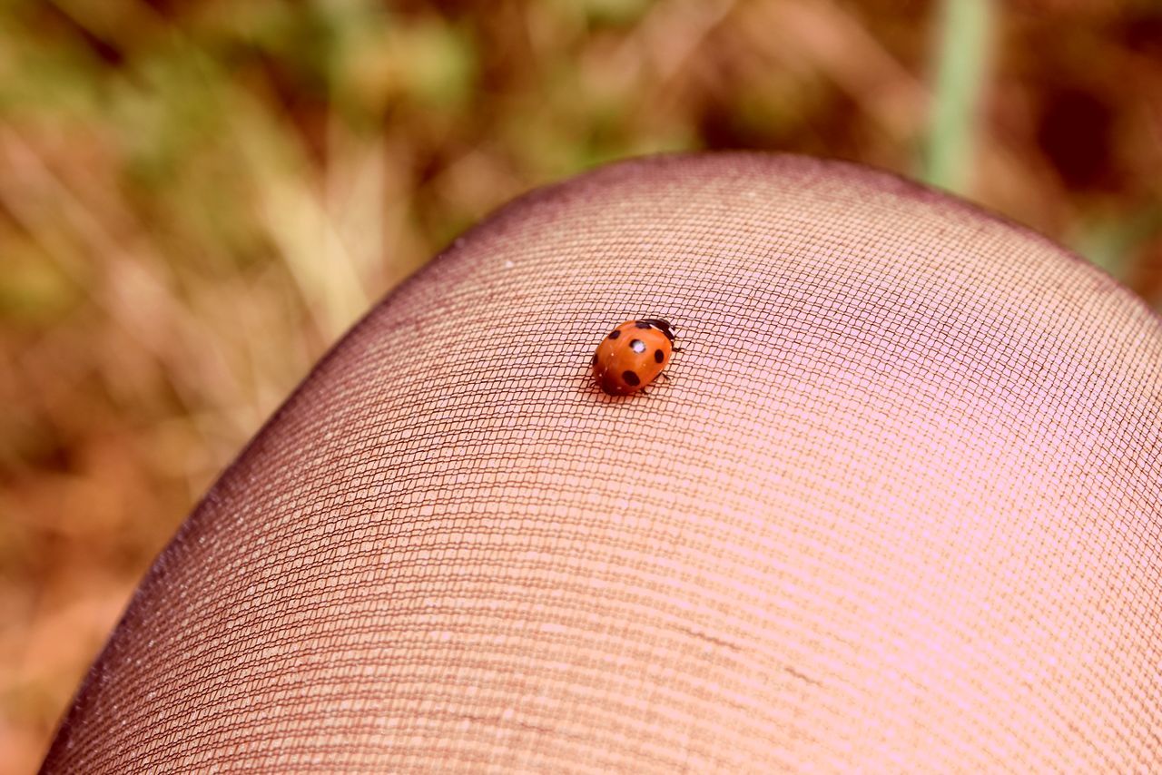 High angle view of ladybug on human leg