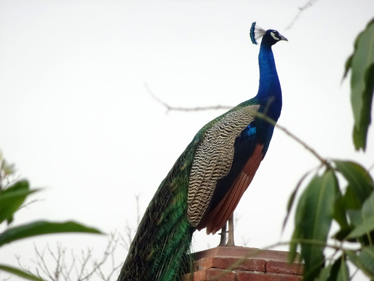 CLOSE-UP OF PEACOCK PERCHING AGAINST CLEAR SKY