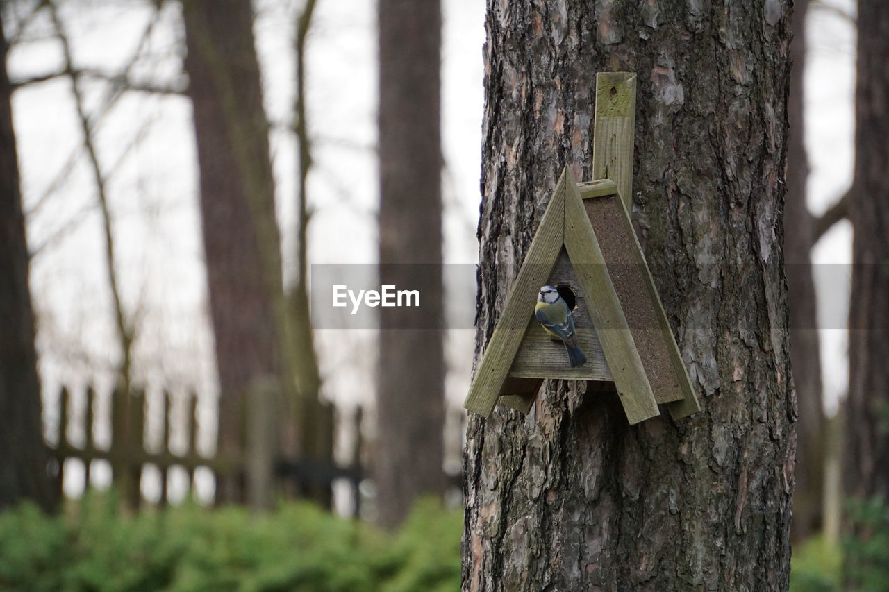 Great tit perching on birdhouse in park