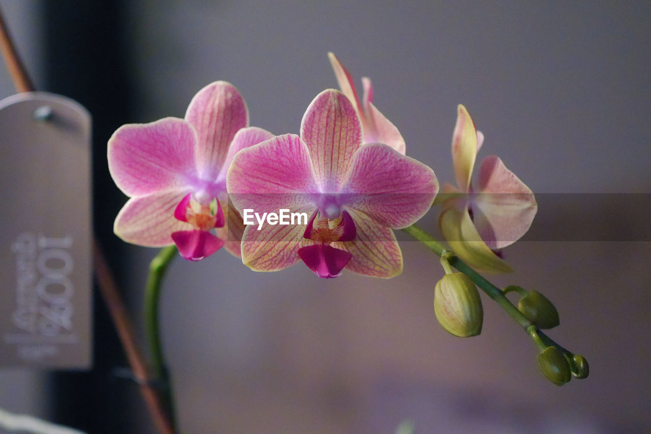 CLOSE-UP OF FLOWERS AGAINST BLURRED BACKGROUND