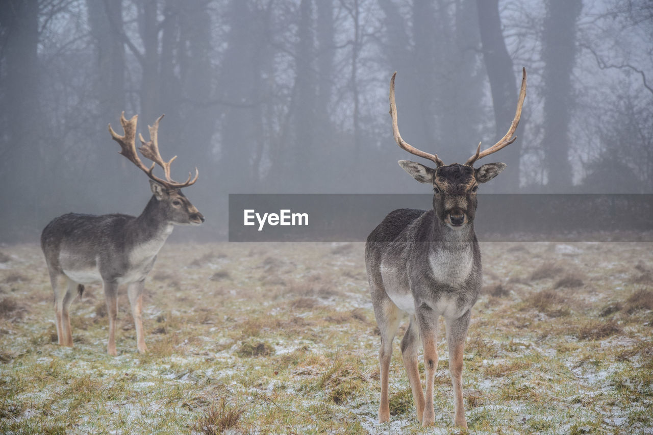 Deer standing on grassy field during foggy weather
