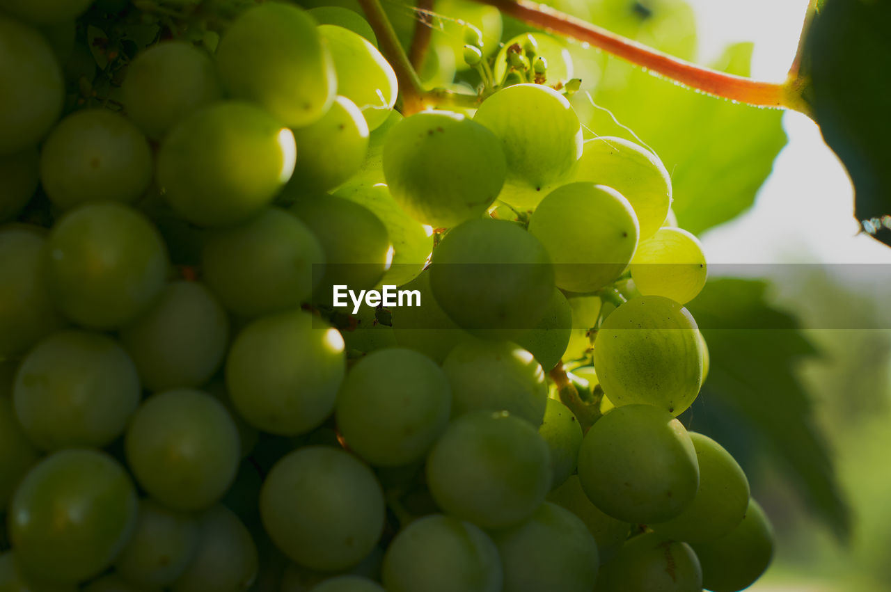 Close-up of grapes in vineyard