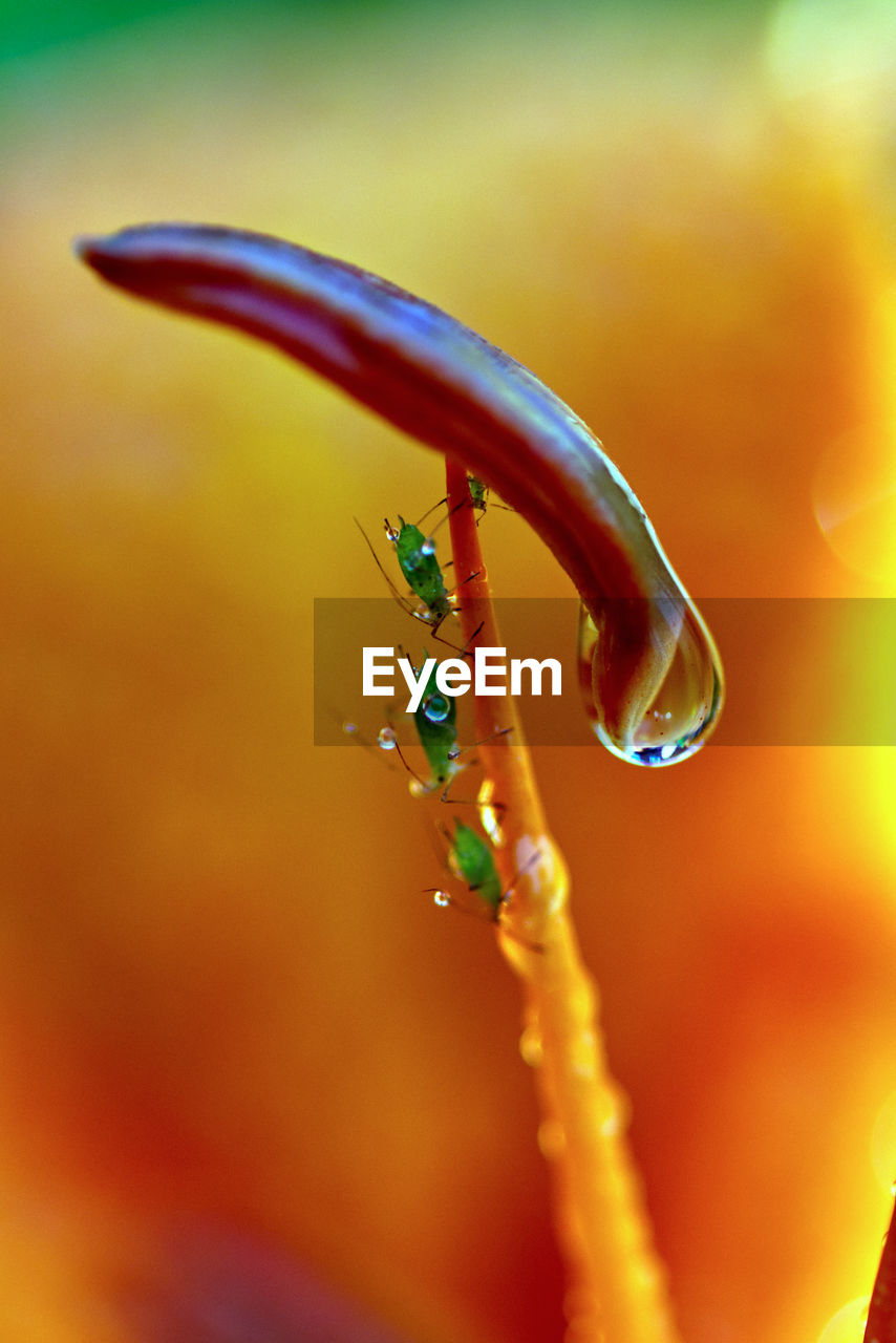 Close-up of aphids on flower stamen