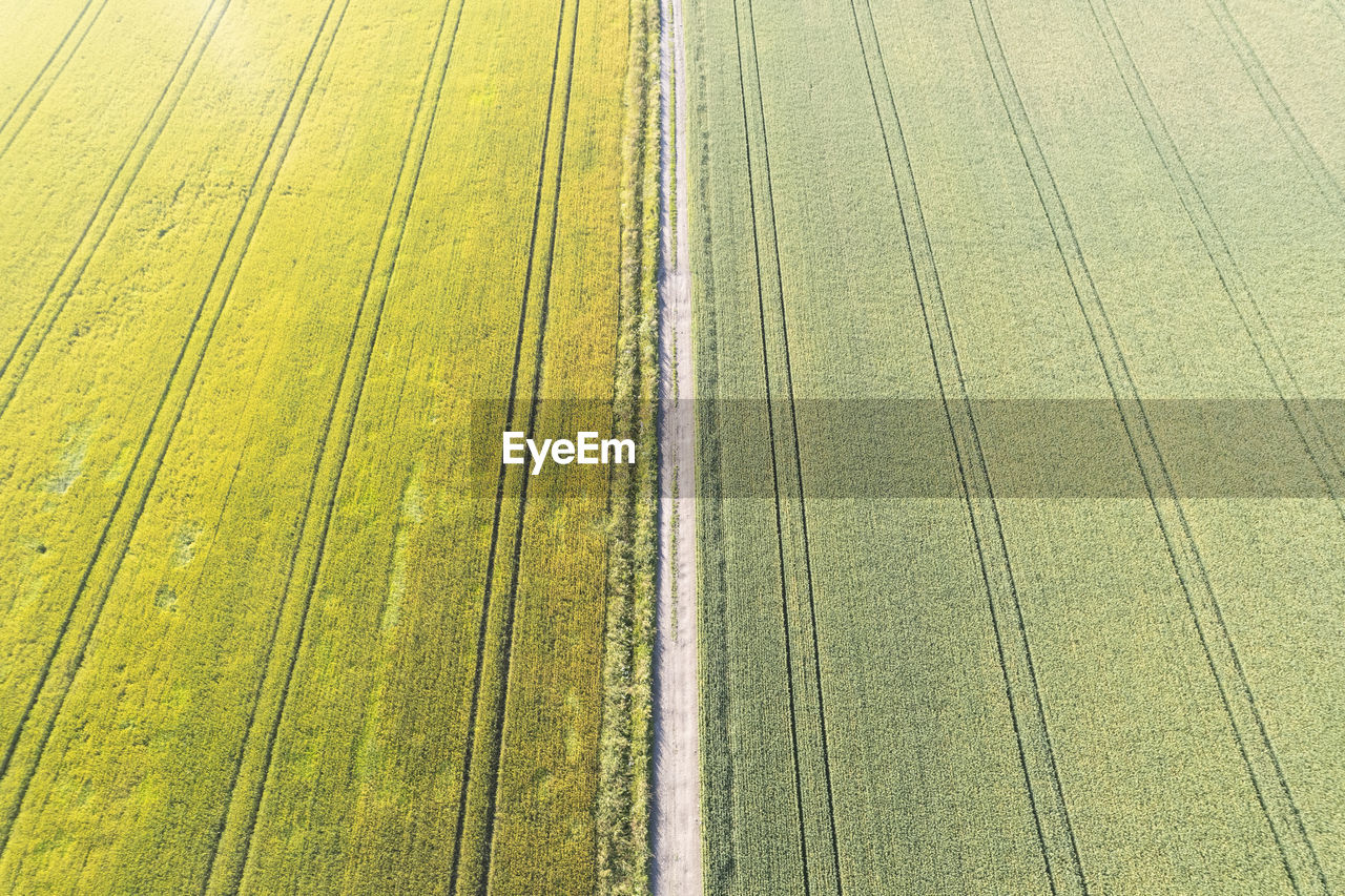 Scenic view of agricultural field