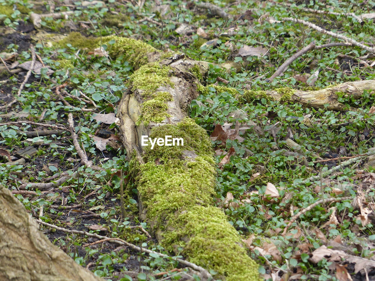 HIGH ANGLE VIEW OF A SQUIRREL