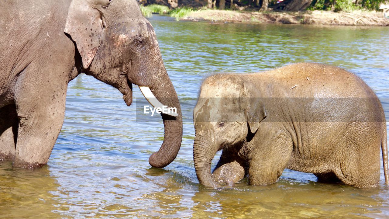 View of elephant in river