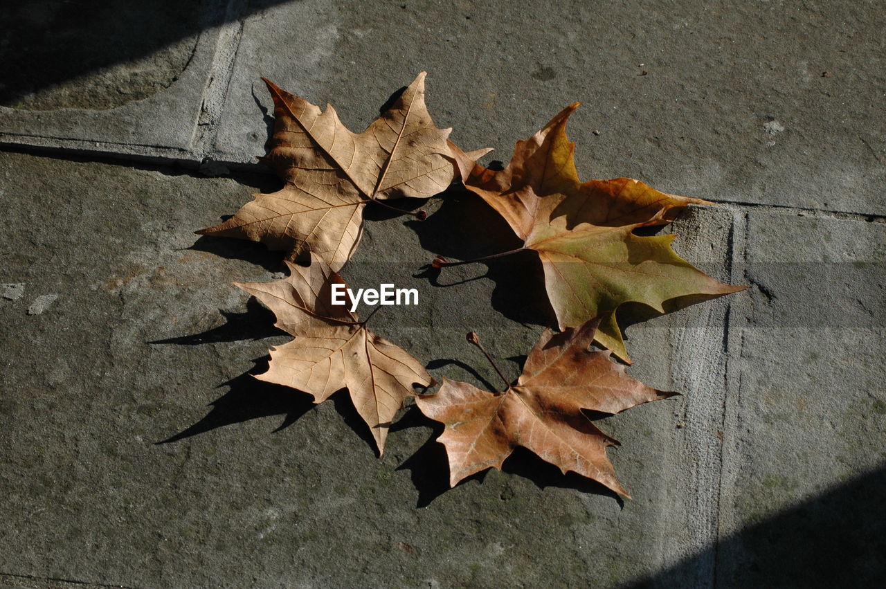 High angle view of maple leaves fallen on ground