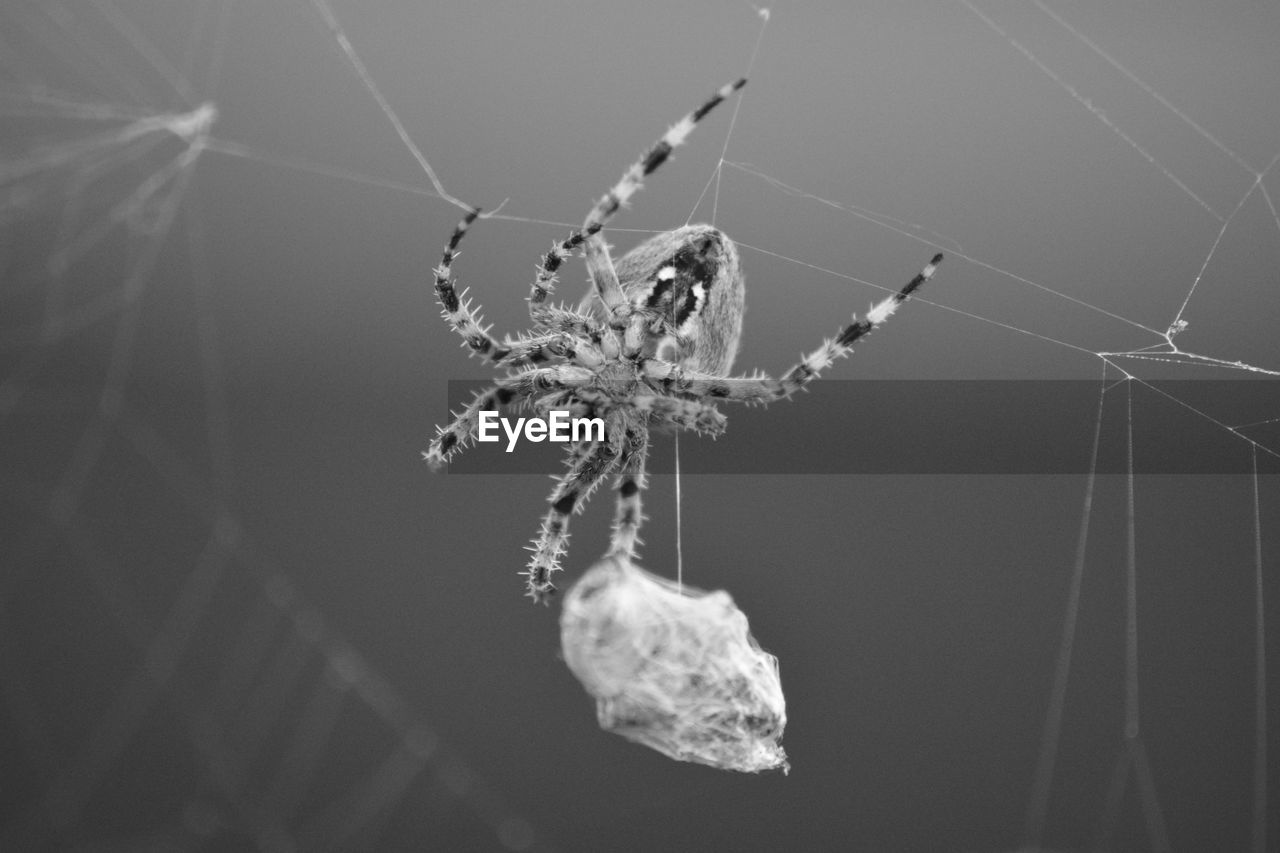 Close-up of spider on web 