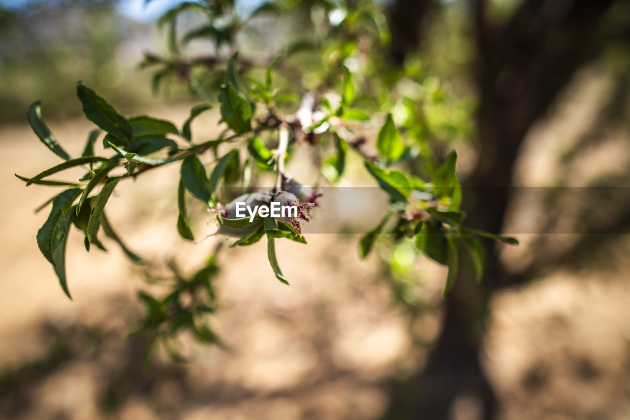 nature, green, plant, branch, flower, tree, animal, blossom, leaf, animal themes, animal wildlife, macro photography, no people, plant part, food, beauty in nature, wildlife, environment, food and drink, outdoors, fruit, close-up, insect, produce, one animal, sunlight, focus on foreground, autumn, selective focus, day, spring, freshness, growth, landscape, social issues, healthy eating, land, flowering plant