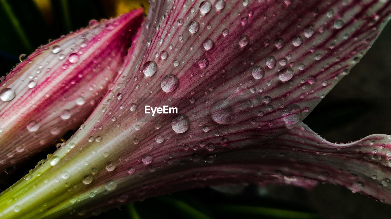 CLOSE-UP OF WATER DROPS ON PINK FLOWER PETAL