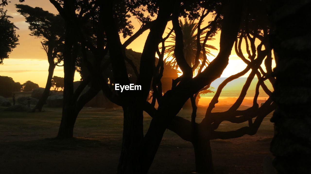 Silhouette trees against sky during sunset