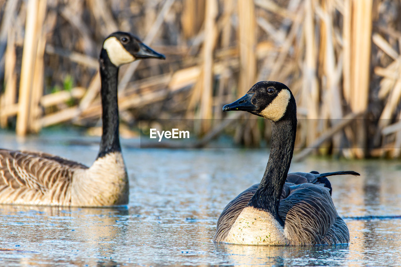 Two canadien geese, branta canadensis, swimming in a wetland near culver, indiana